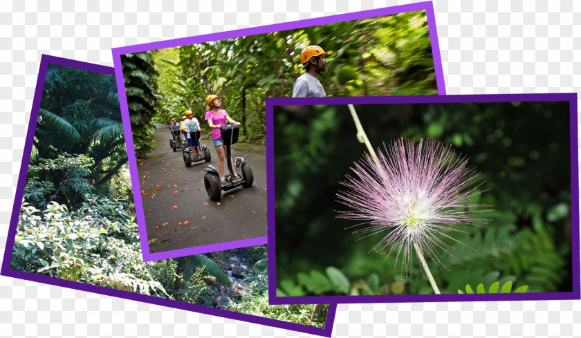 Hawaiian Islands World Botanical Gardens Hawaii Belt Road Zip-line PNG