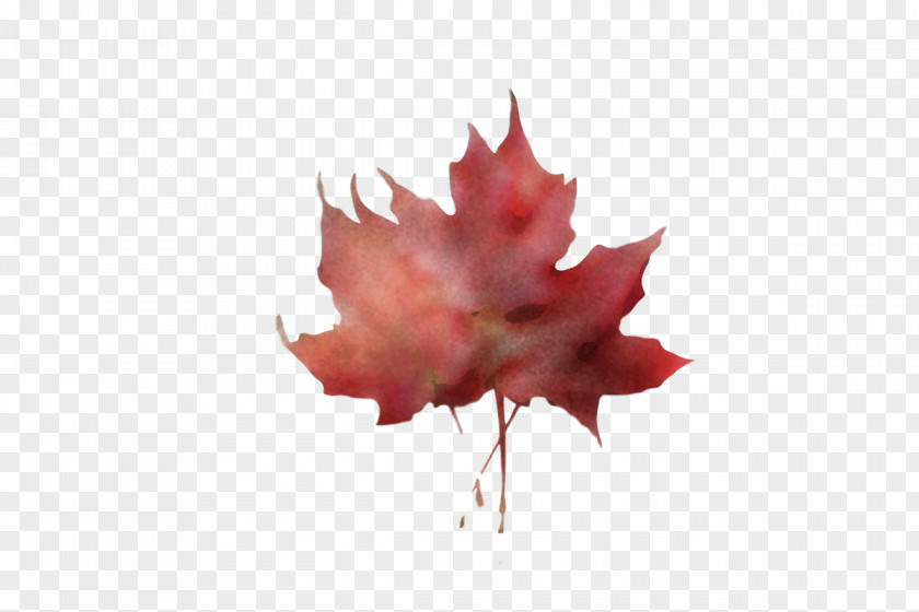 Leaf Maple / M Petal Red M-tree PNG