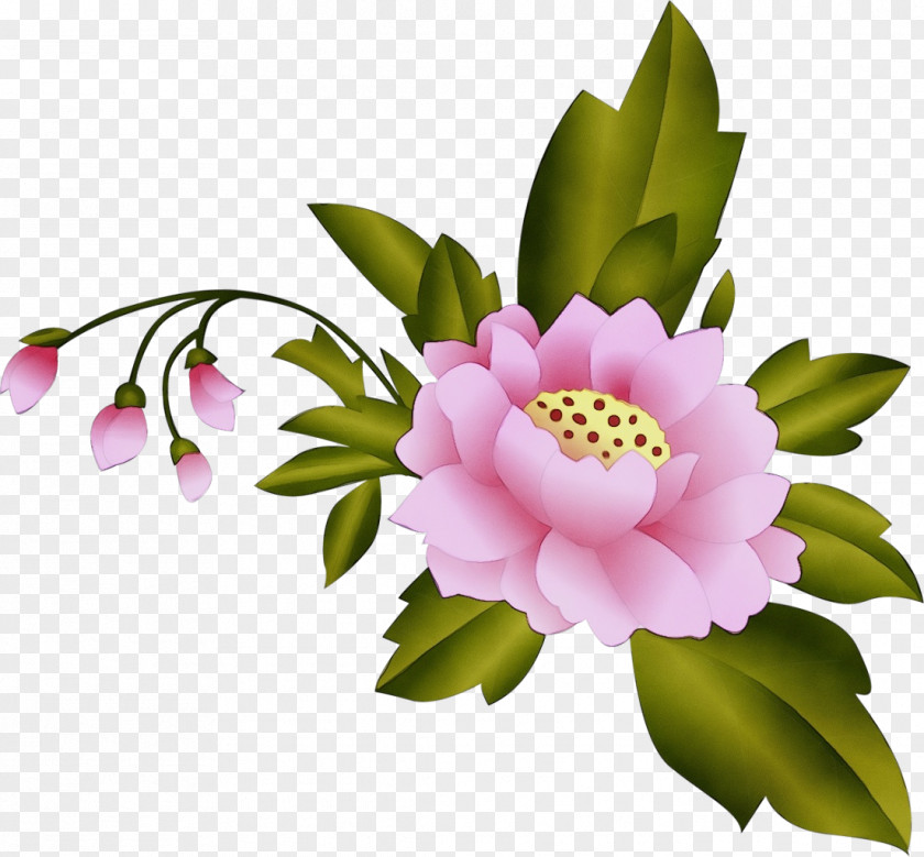 Peony Camellia Sasanqua Flower Flowering Plant Petal Pink PNG