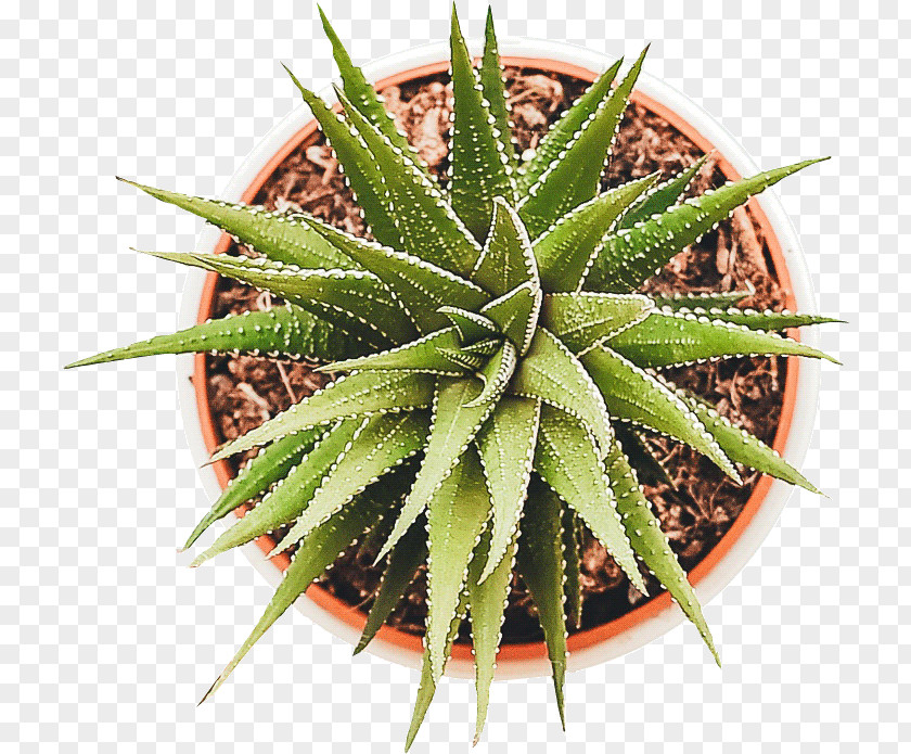 Real Plants IPhone X Business Customer Wix.com PNG