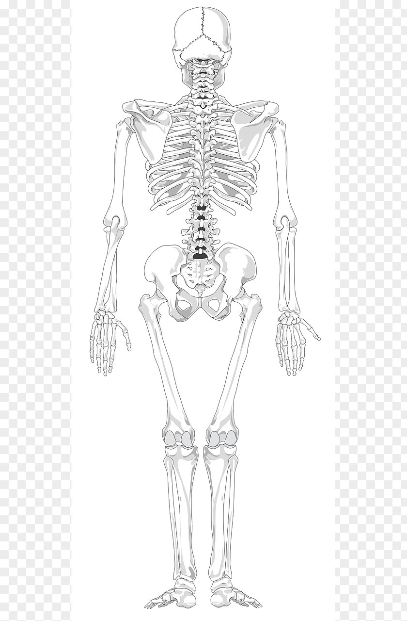 Skeleton Human Back Body Bone PNG