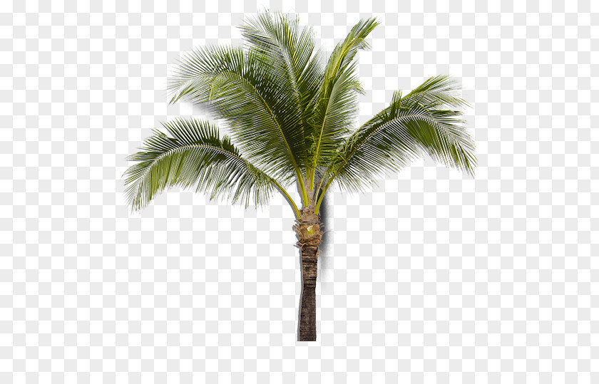 Coconut Asian Palmyra Palm Babassu Sabal Arecaceae PNG