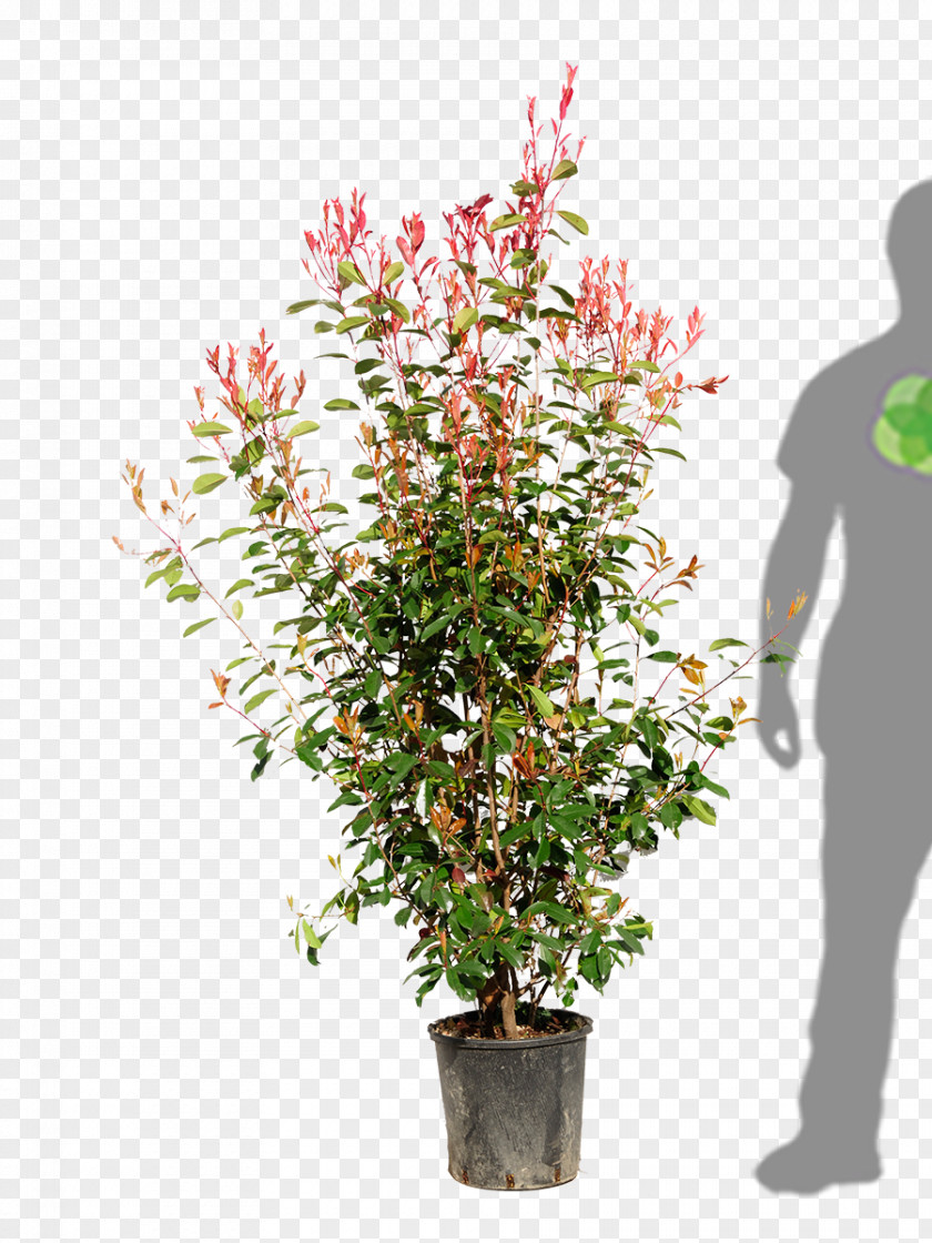 Flower Flowerpot Houseplant Shrub Flowering Plant PNG