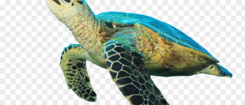 Sea Turtle Hawksbill Tortoise Loggerhead PNG