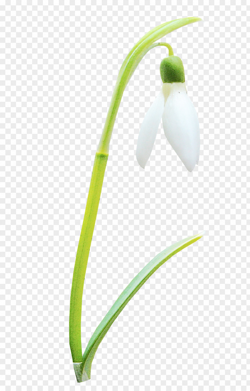 Snowdrop Galanthus Flower Plant Summer Snowflake PNG