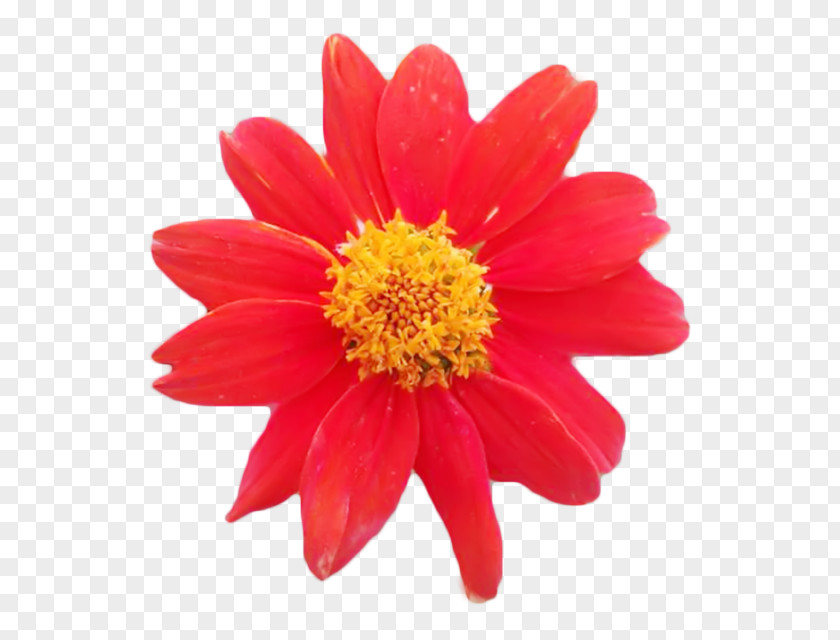 Chrysanthemum Marguerite Daisy Transvaal Dahlia Cut Flowers PNG