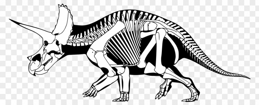 Dinosaur Skeleton Triceratops Tyrannosaurus Maiasaura Brachyceratops Stegosaurus PNG