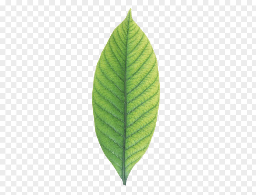 Leaves Leaf No Cape Jasmine Wallpaper PNG