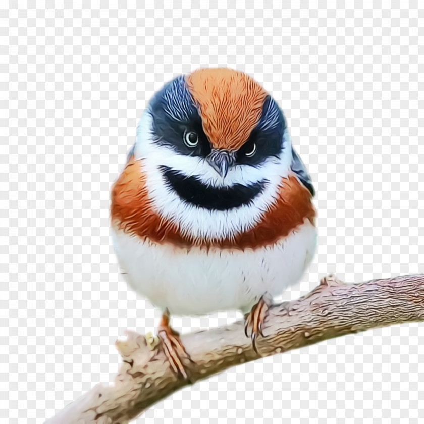Old World Sparrow Finches Beak PNG