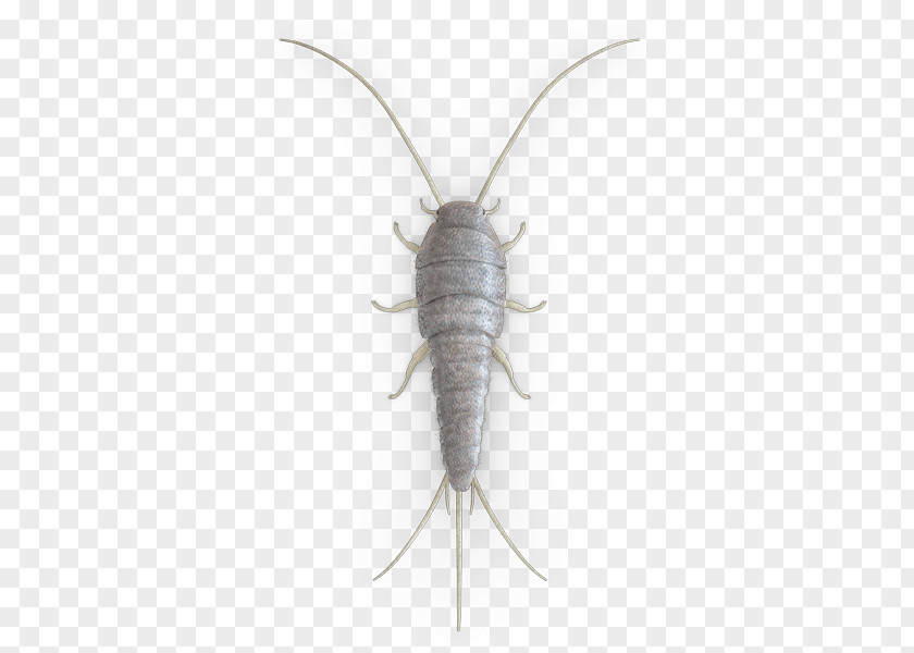 Silverfish Cockroach Insect Pest Control Firebrat PNG