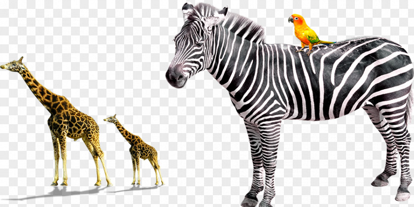 Zebra Animal Giraffe Quagga Horses PNG