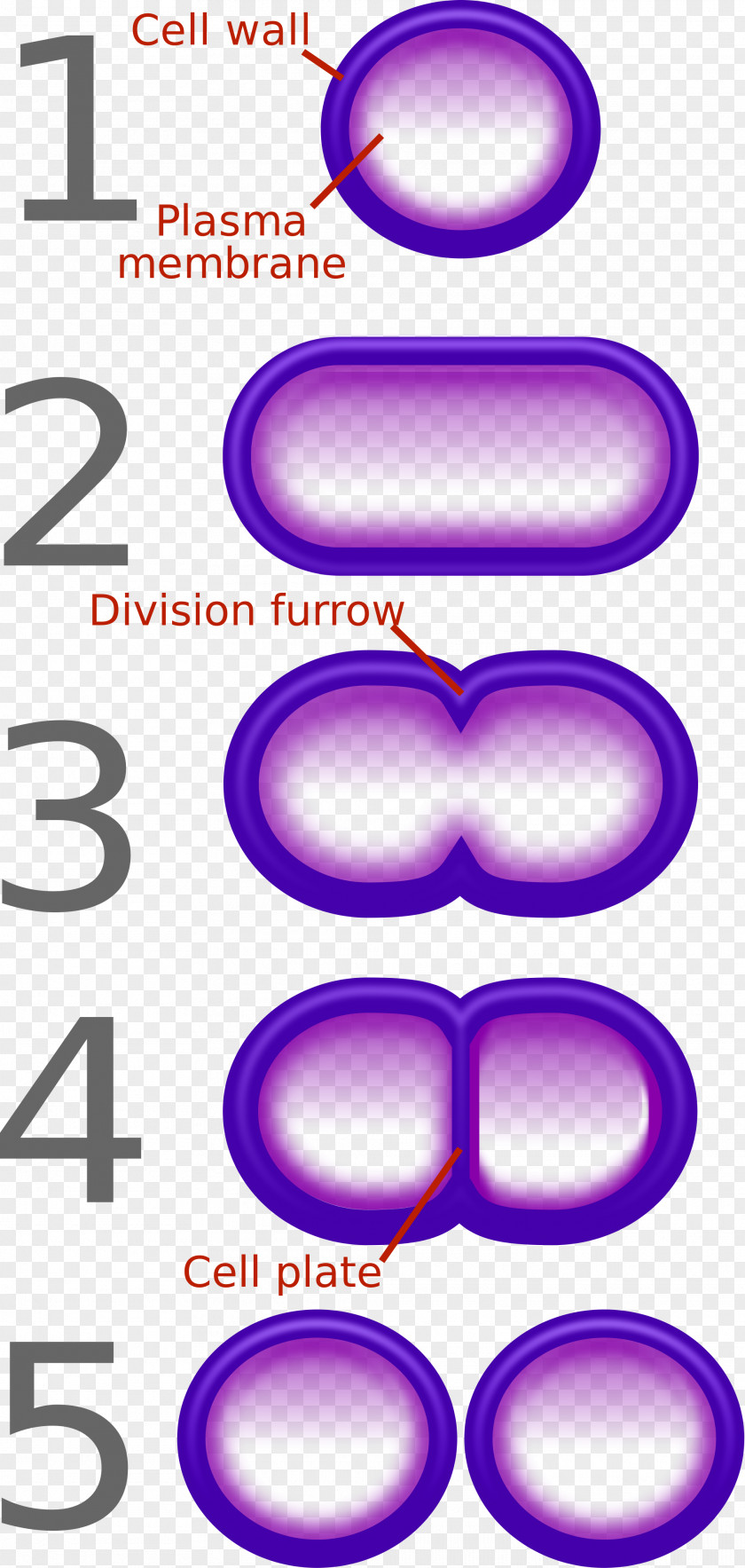 Air Pollution Diagram Fission Bacteria Binary Number Reproduction Cell PNG