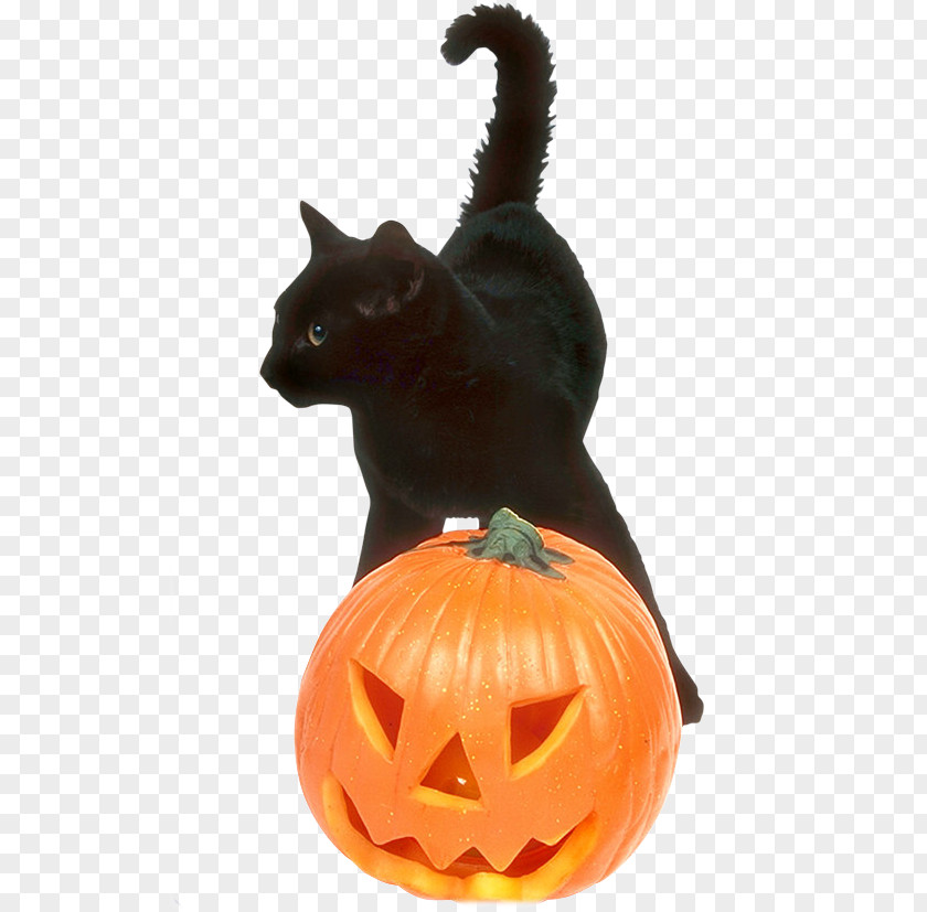 Cat Whiskers Jack-o'-lantern Winter Squash Cucurbita PNG