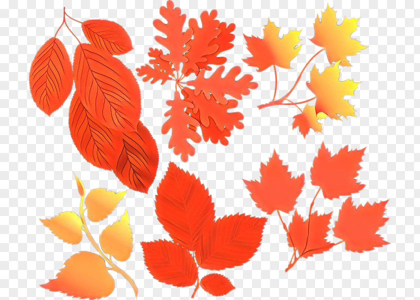 Coquelicot Black Maple Orange PNG