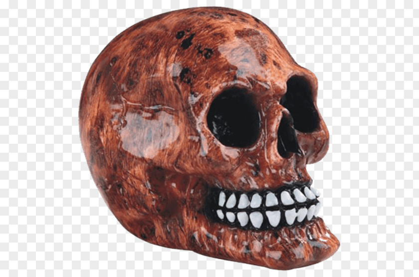 Flame Skull Bone Human Skeleton Head PNG