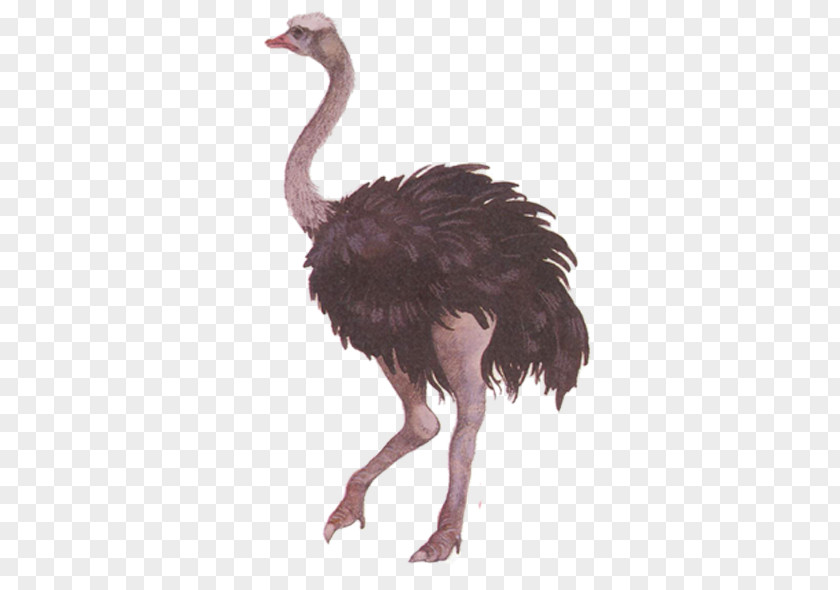 Ostrich Common Bird Swan Goose PNG