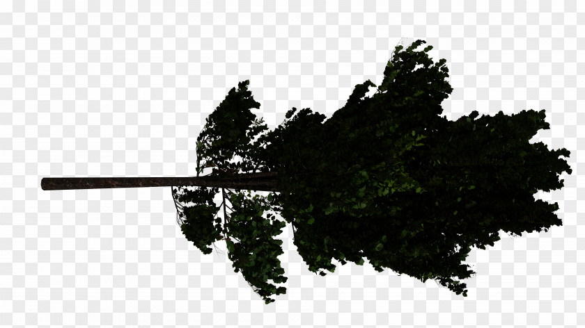 Tree PNG