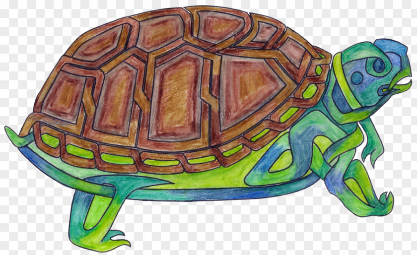 Turtle Box Turtles Tortoise Sea Terrestrial Animal PNG