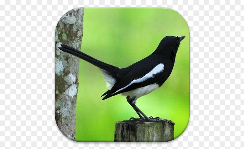 Bird White-rumped Shama Magpie-robins Oriental Magpie-robin Chestnut-capped Thrush PNG