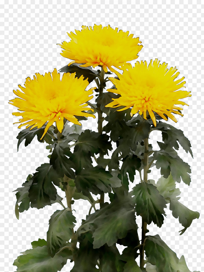 Chrysanthemum Wholesale Yellow Artikel Price PNG