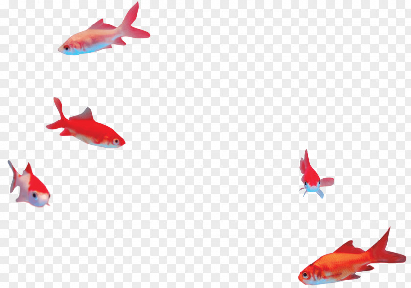 Fish Fin Goldfish RED.M PNG