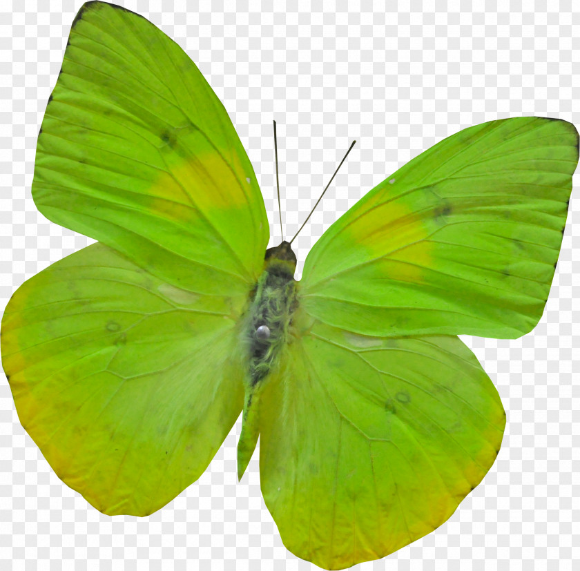 Green Butterfly Morpho Amathonte Menelaus Nymphalidae PNG