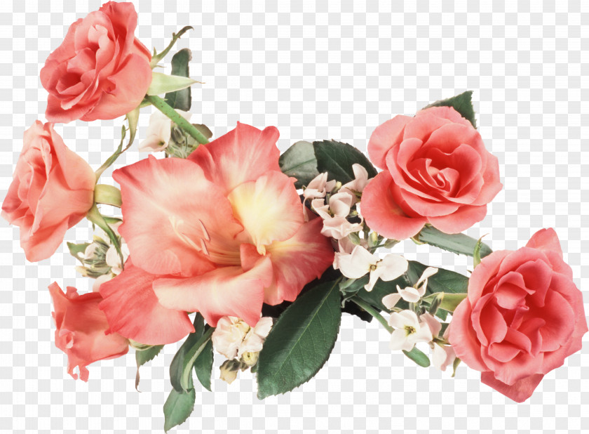 Hybrid Tea Rose Artificial Flower Pink Cartoon PNG