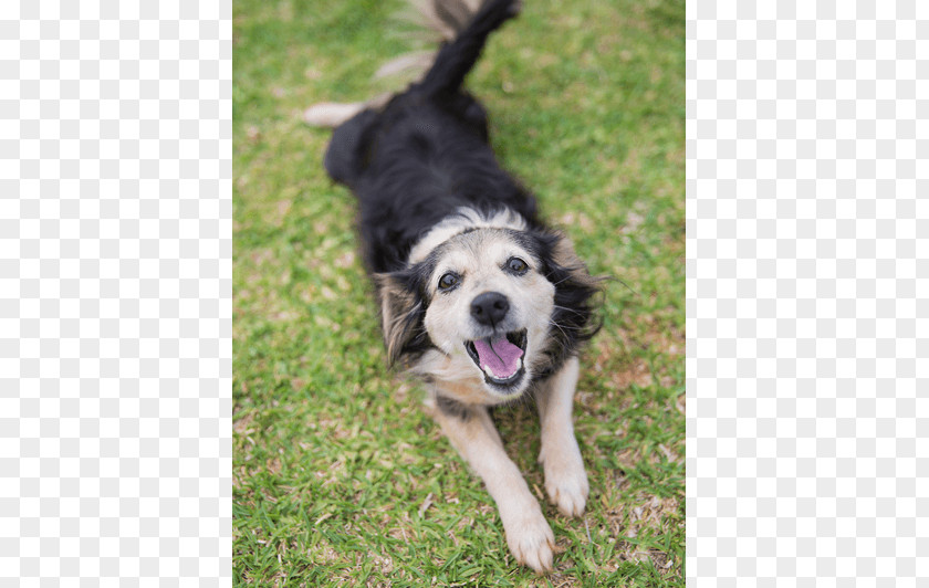 Mimosa Border Collie Rough Dog Breed Canidae Pet PNG