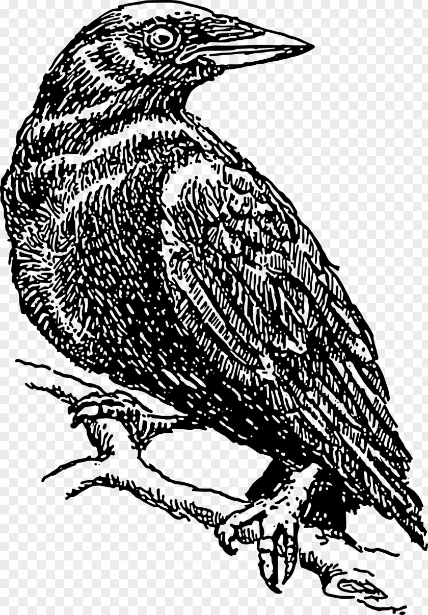 Perched Raven Overlay Common American Crow Bird Clip Art PNG