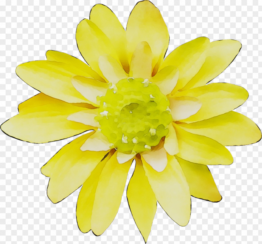 Petal Floristry Yellow Cut Flowers PNG