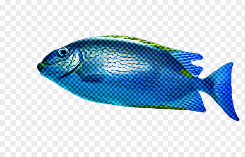 Pomacanthidae Bonyfish Fish Blue Pomacentridae Turquoise PNG