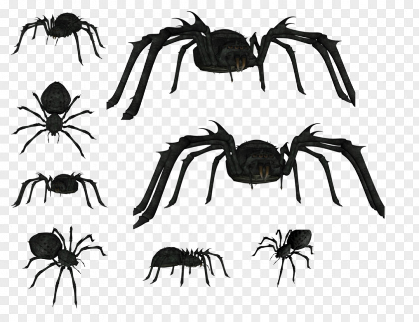 Spider Wolf Insect Southern Black Widow Painting PNG
