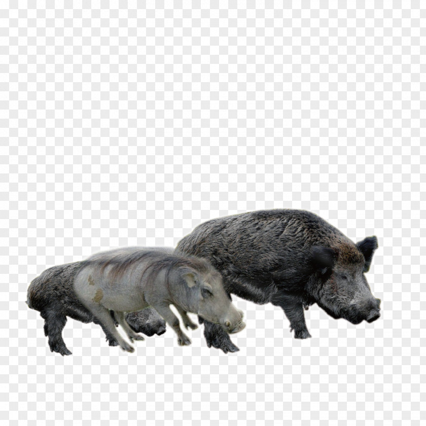 Black Boar Wild Euclidean Vector PNG