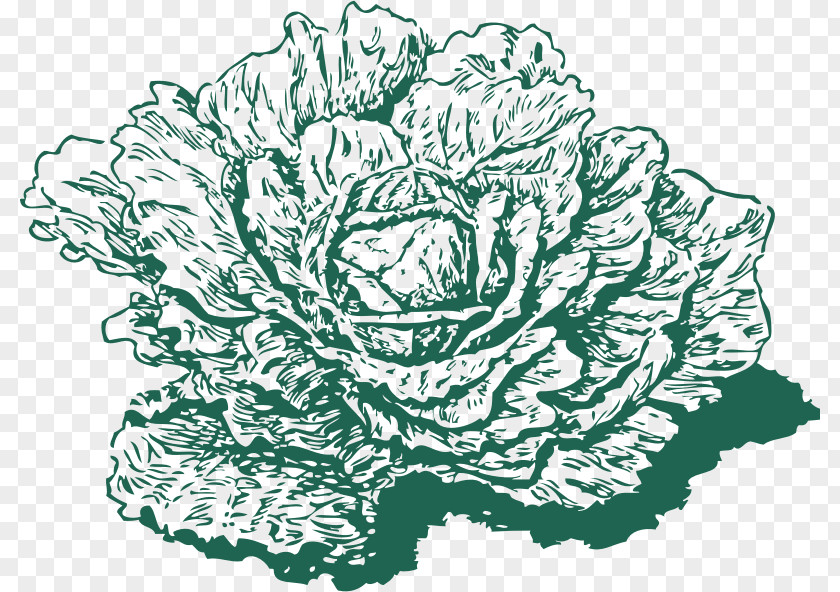 Dutch Cliparts Red Cabbage Savoy Collard Greens Clip Art PNG