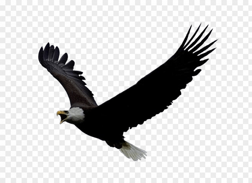 Eagle Image Download Flight PlayStation 4 Bald Oculus Rift PNG