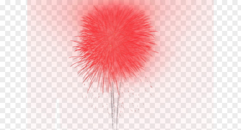 Fireworks Petal Fur Computer Wallpaper PNG