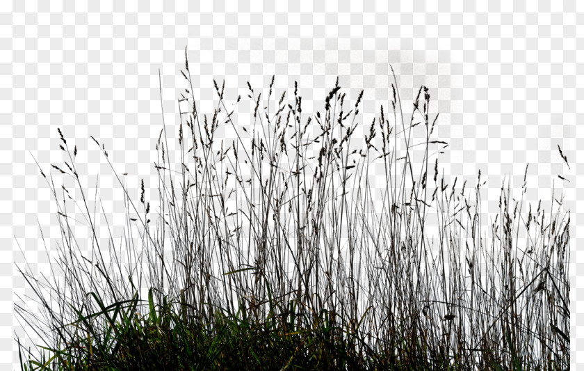 Gallery Tall Grass Ornamental Lawn Clip Art PNG