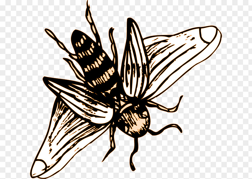Insect Wing Western Honey Bee Drawing PNG