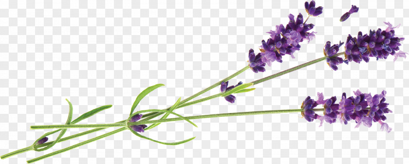 Lavander Hvar English Lavender Oil Essential PNG