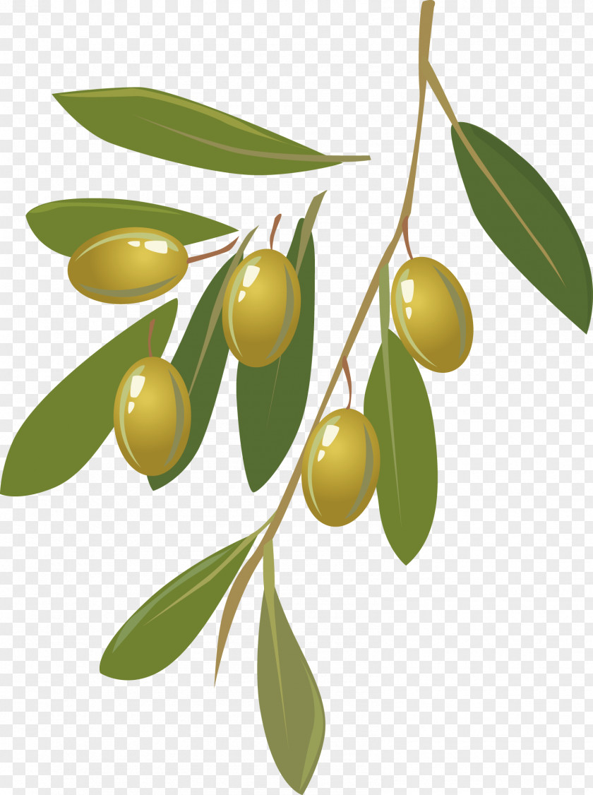 Olive Vector Oil Fruit Clip Art PNG