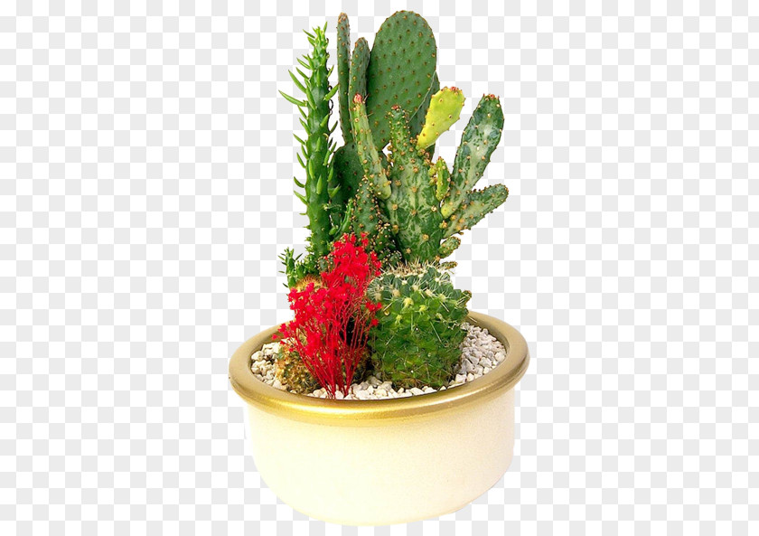 Potted Cactus Flowerpot Prickly Pear Bonsai Cactaceae PNG