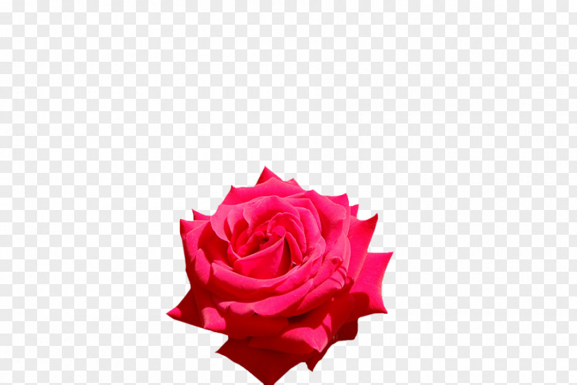Rose Bloom Garden Roses Cut Flowers Petal PNG