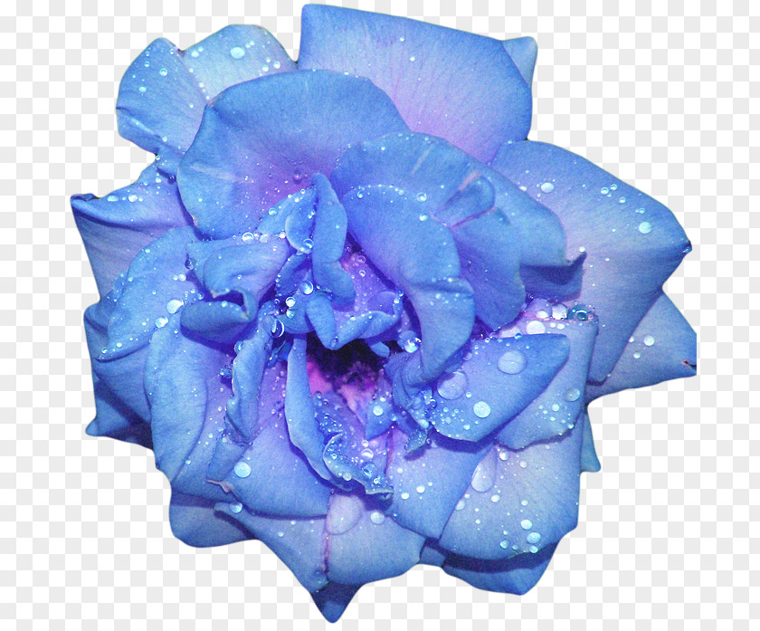 Rose Blue Flower PNG