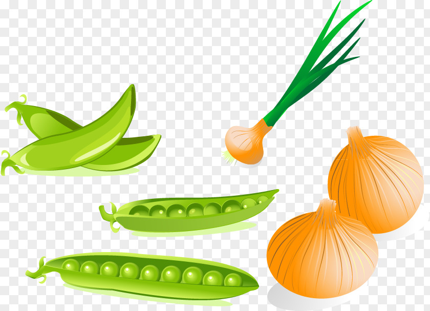 Beans Onion Vector Material Pea Drawing Photography Clip Art PNG