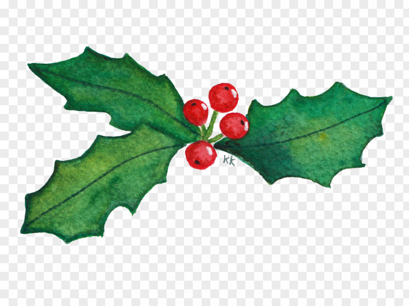 Blad Common Holly Drawing Aquifoliales Kleurplaat Mat PNG