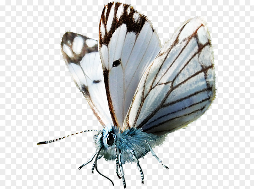 Butterfly Moth Blog Clip Art PNG