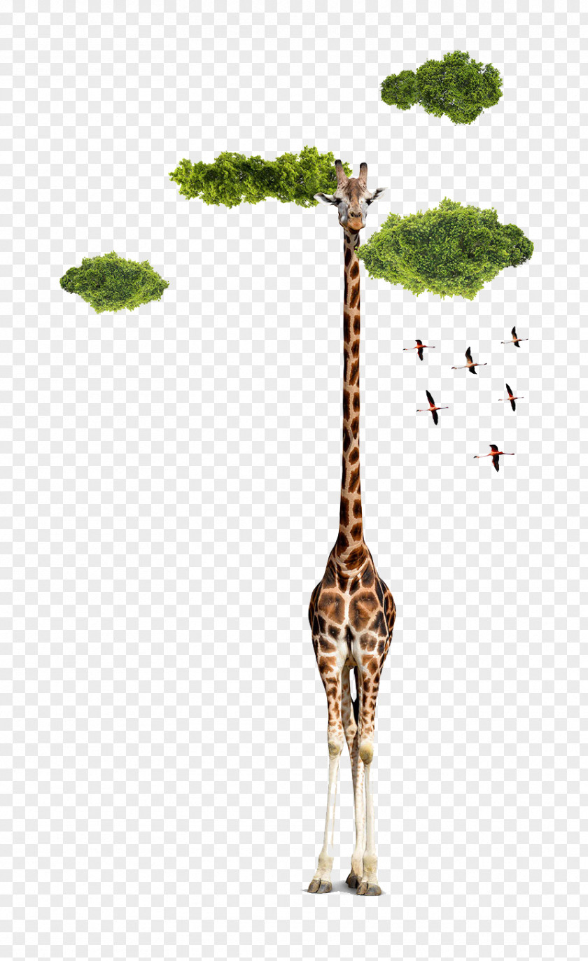 Creative Green Giraffe Pattern Clouds Northern Designer Creativity PNG