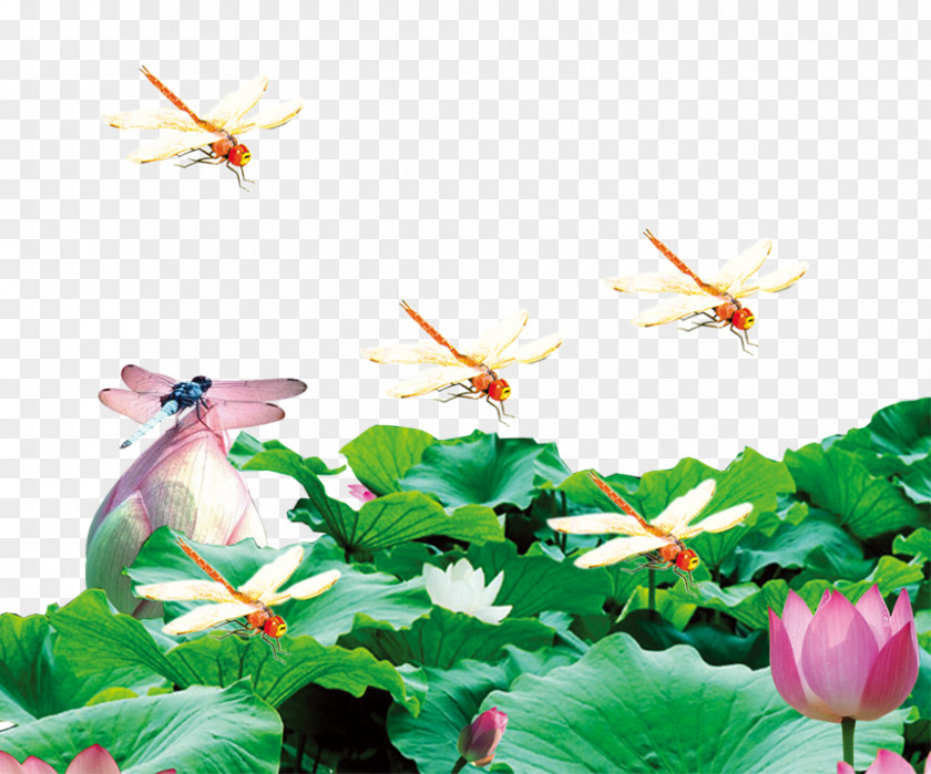 Dragonfly On Lotus Nelumbo Nucifera Pond Aquatic Plant PNG
