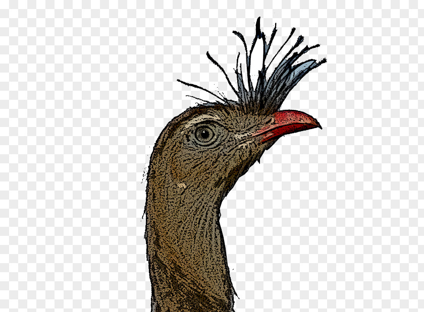 Feather Beak Galliformes Fauna PNG