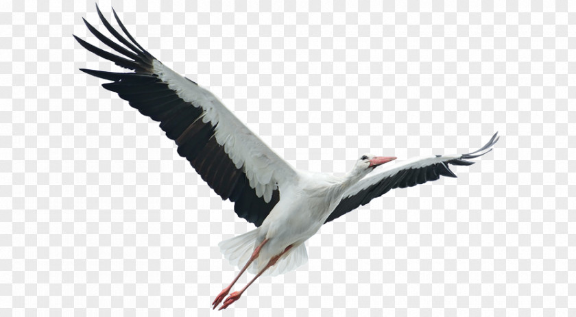 Stork Stock Photography Royalty-free PNG